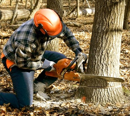 Tree Removal in Eddy, TX